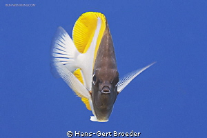 Butterflyfish
Bunaken Island, Sulawesi,Indonesia,
Nikon... by Hans-Gert Broeder 
